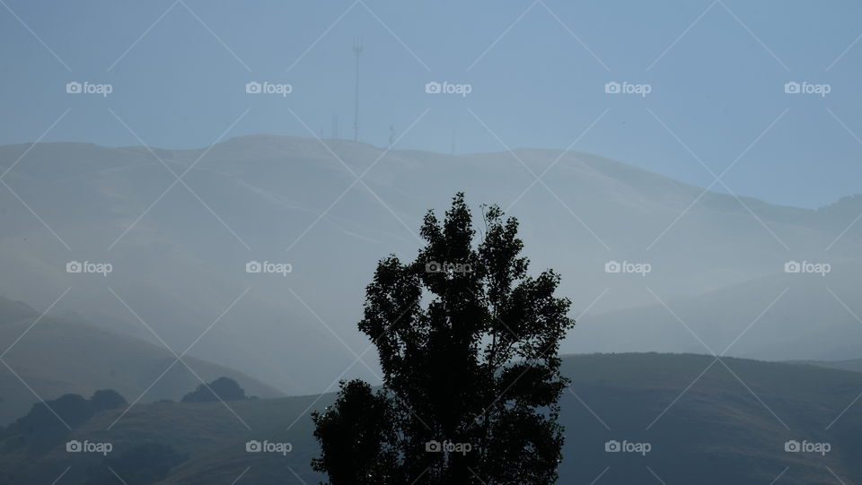 Silhouette of a tree with foggy hills in background