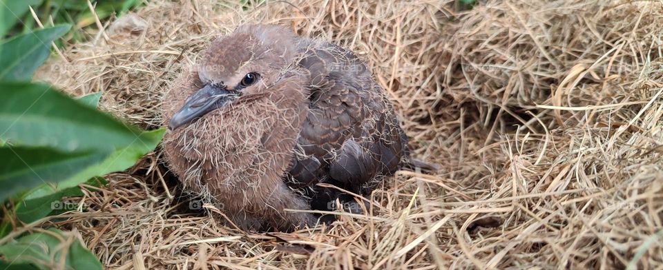 Young Dove