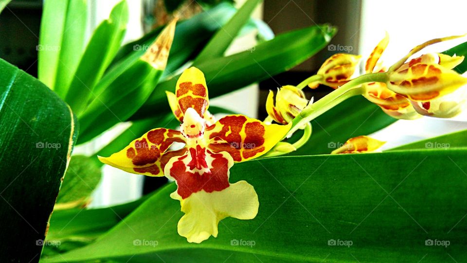 orquídeas oncideum