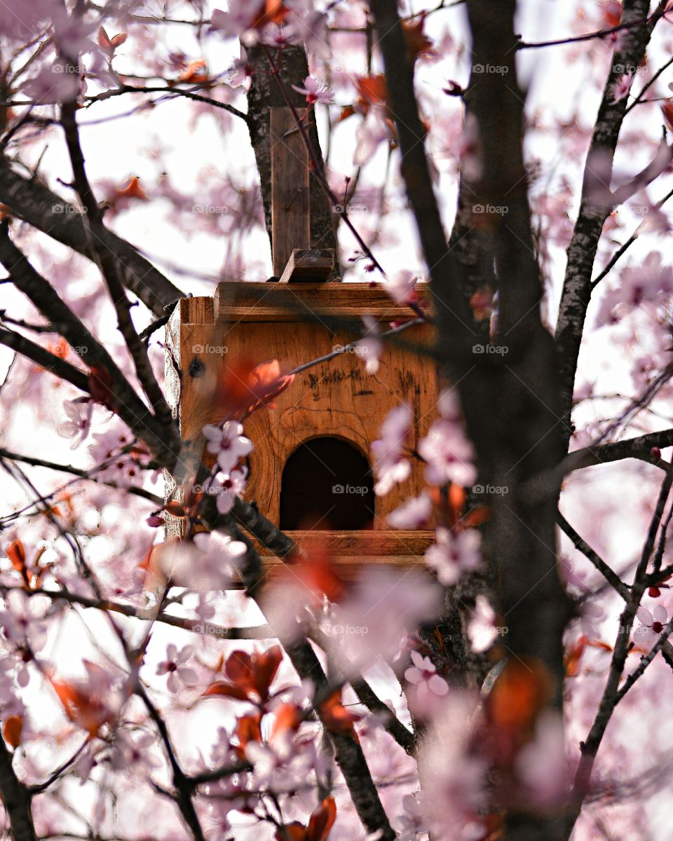 For the Birds. A birdhouse we found nestled in a tree!