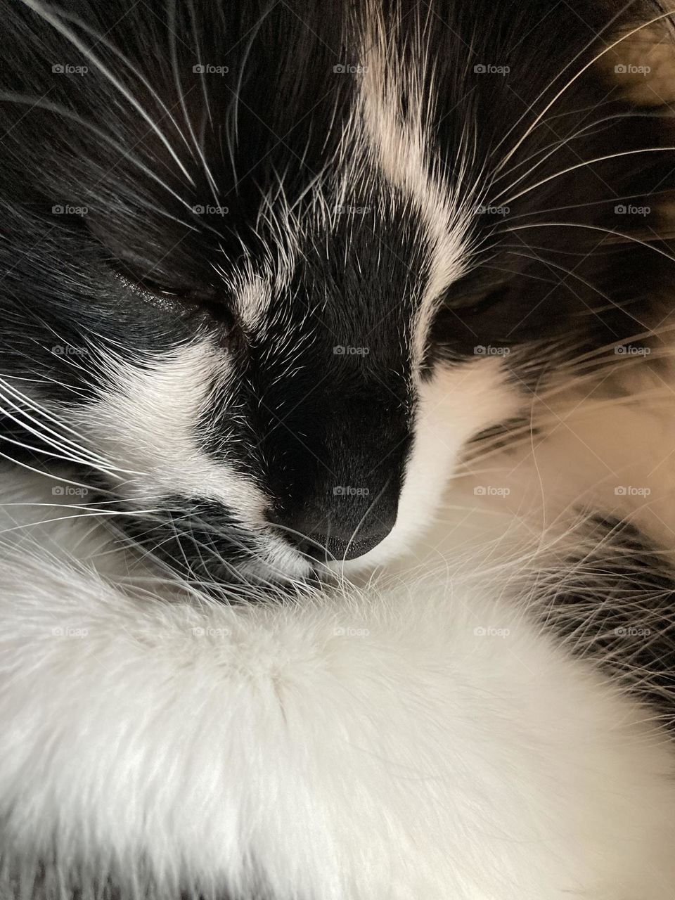 Sleepy Tuxedo Kitty