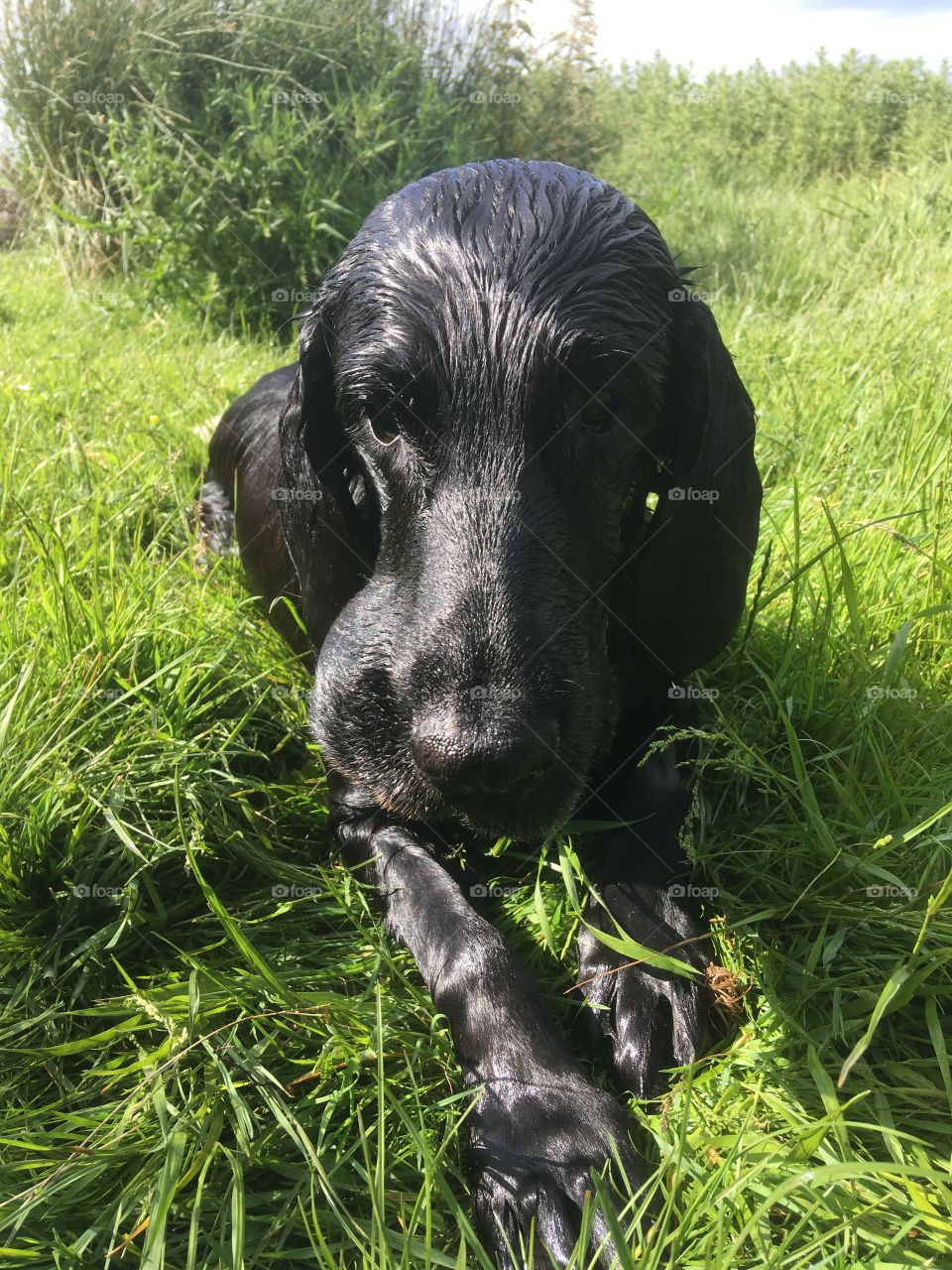 A break from leaping into the river, this flatcoat retriever is dripping wet and shines in the sunlight. Her ball appears as a bulge to one side of her mouth 