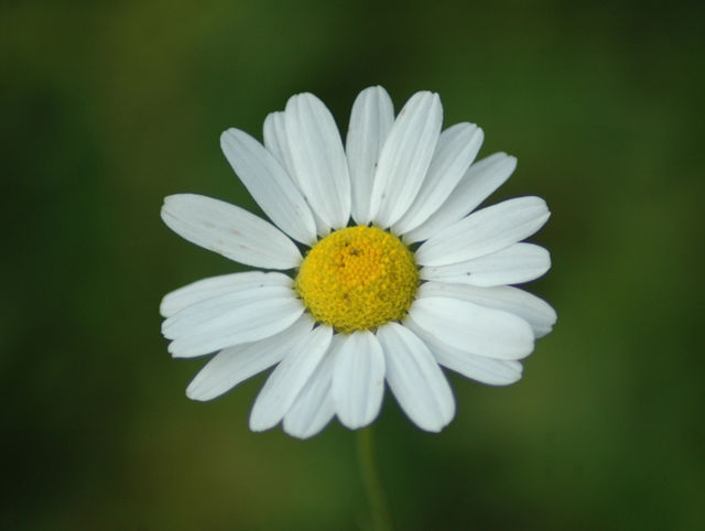 flower summer Daisy