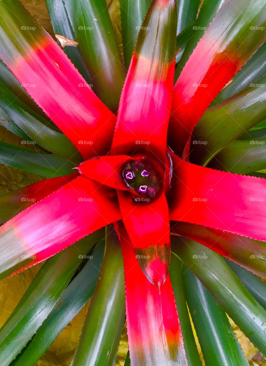 Red bromeliad. 