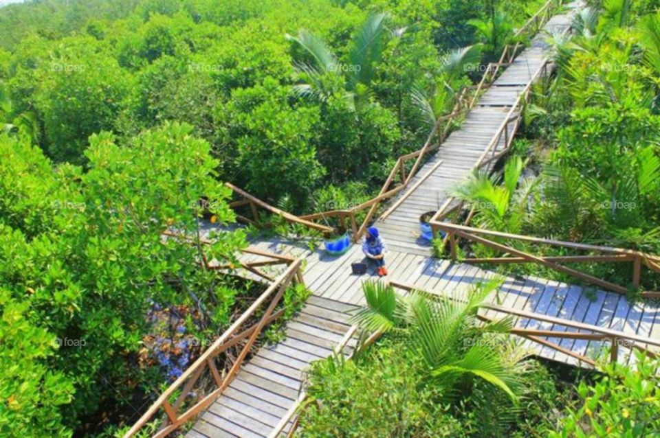 wisata mangrove