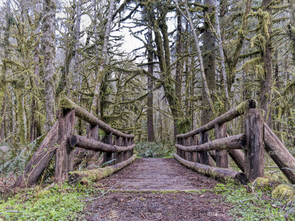 Wooden bridge in rainforest