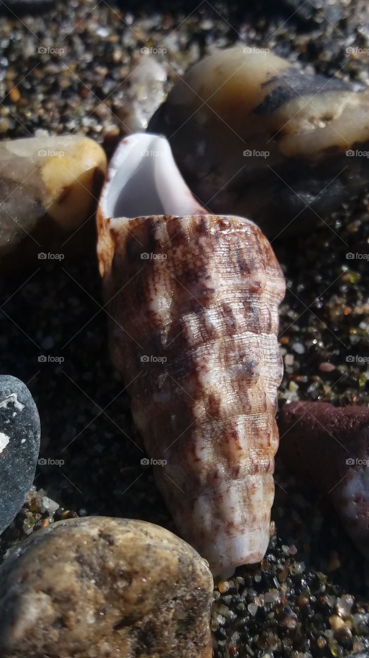 Found a Shell on my beach walk