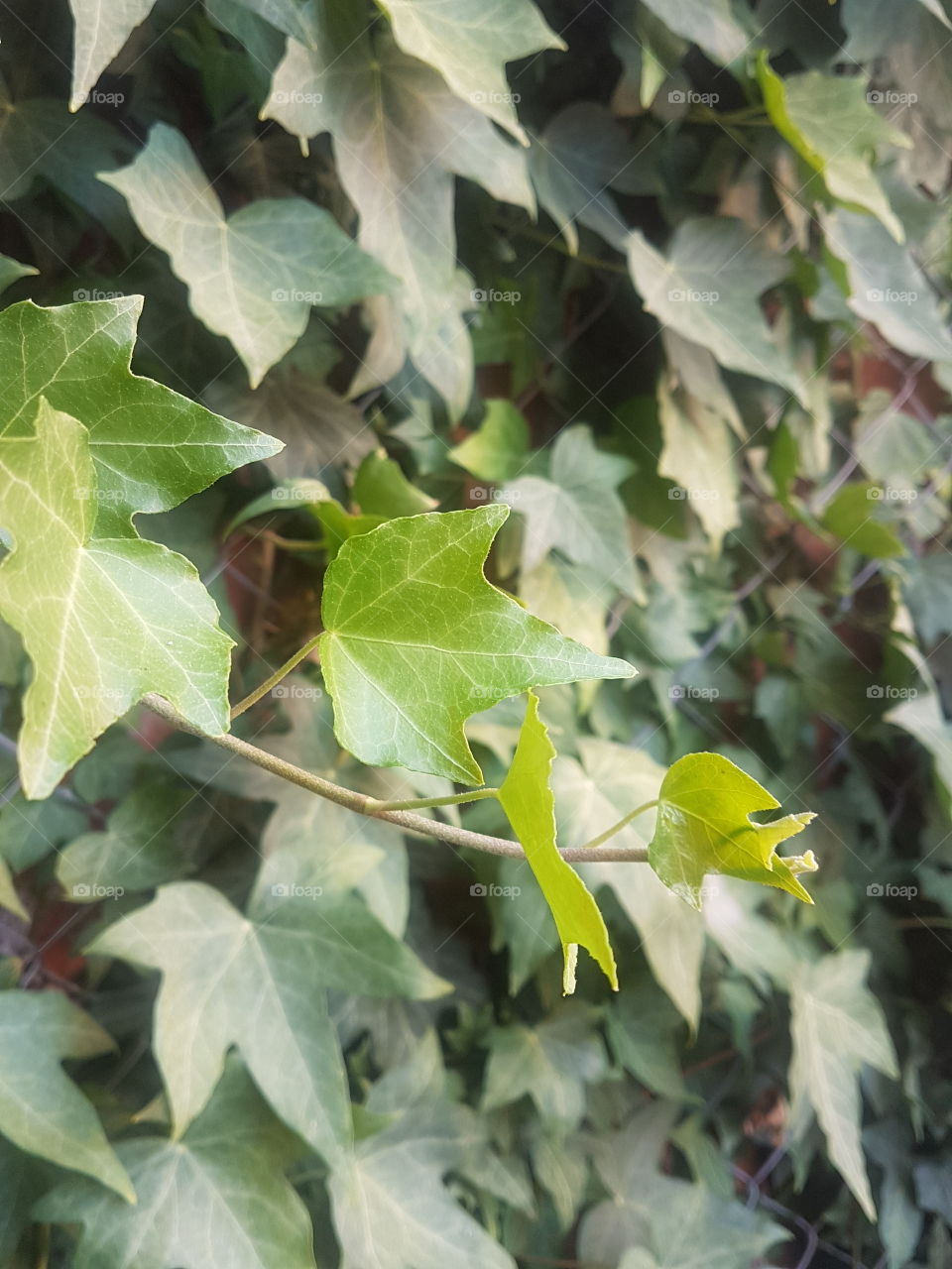 grean leaf