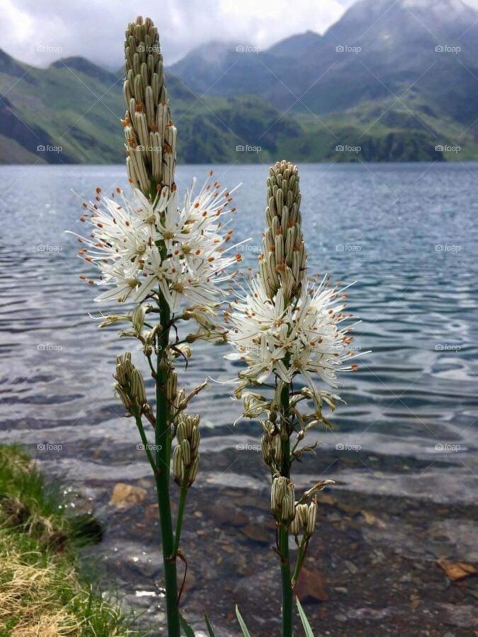 asphodèles des Pyrenees