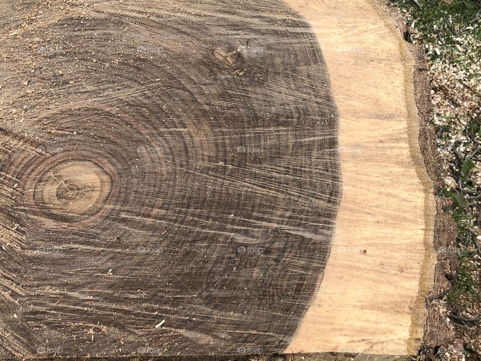 Inside English walnut tree old cut down 
