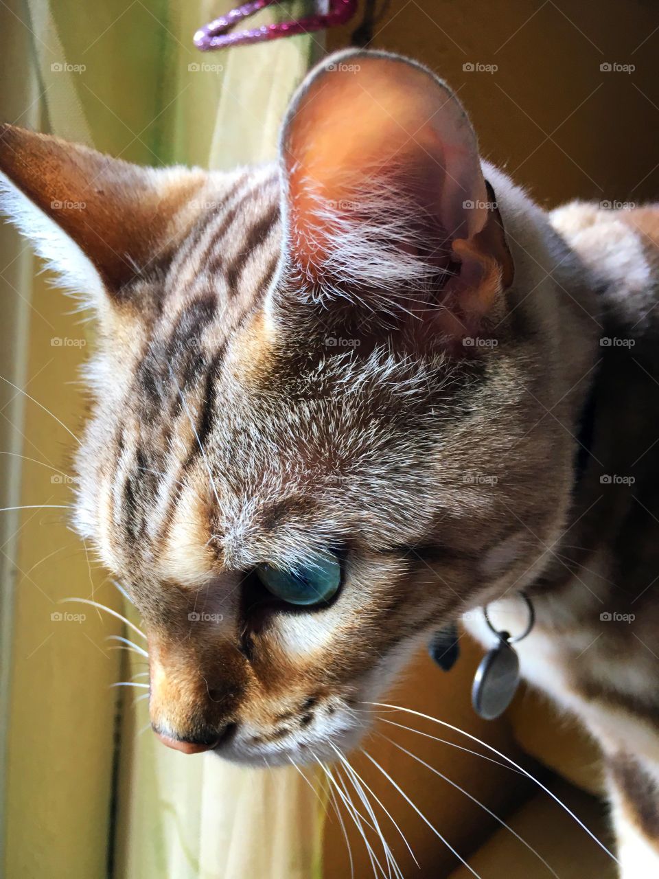 Side view of bengal cat