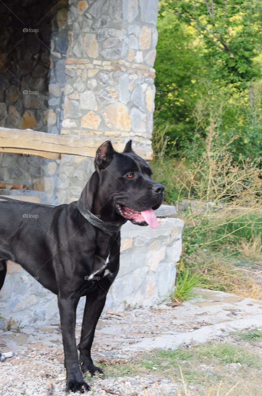 Cane corso