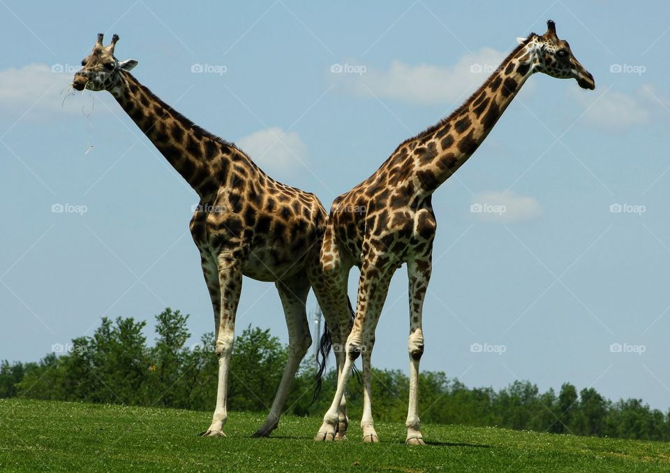 Twin towers standing tall 