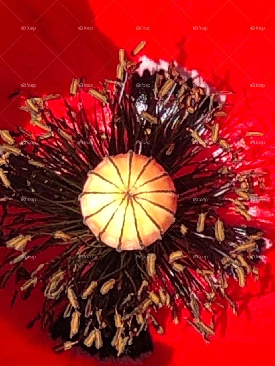 beautiful and multicolor flower