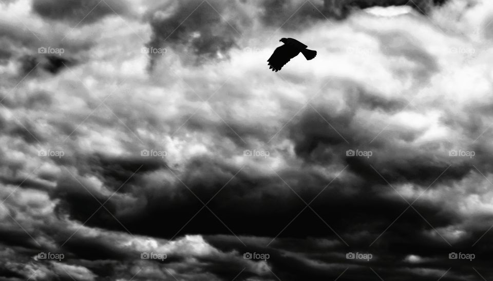 ascending bird silhouette in cloudy storm sky