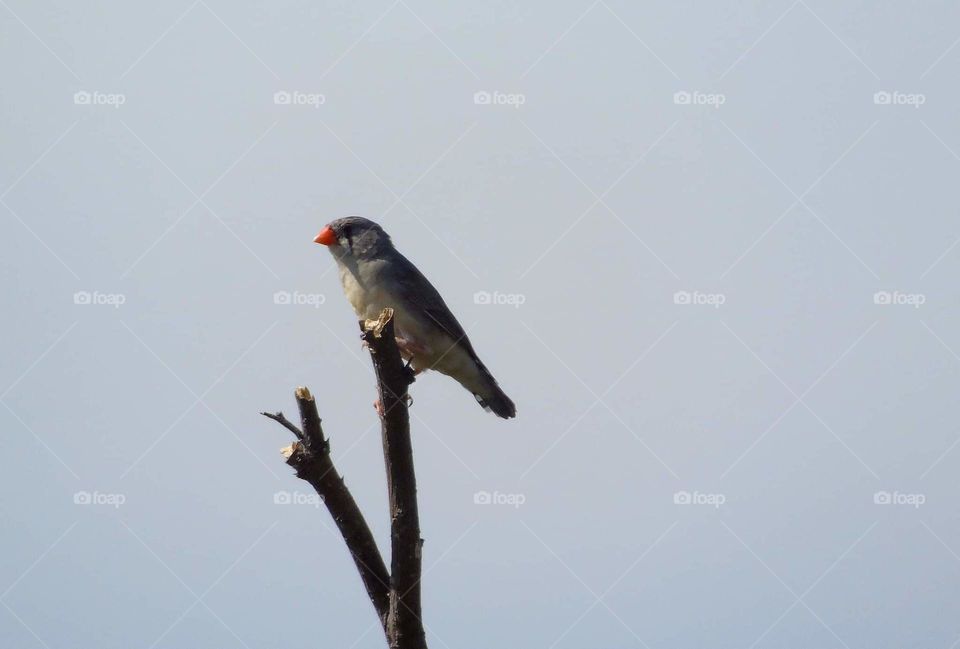 Timor zebra finch. Still be on female species of the bird. Small bird in a category. Oranje bill character to be the main difference with others. The male of this species has pair colour of cheek which similar with the oranje colour of the bill.