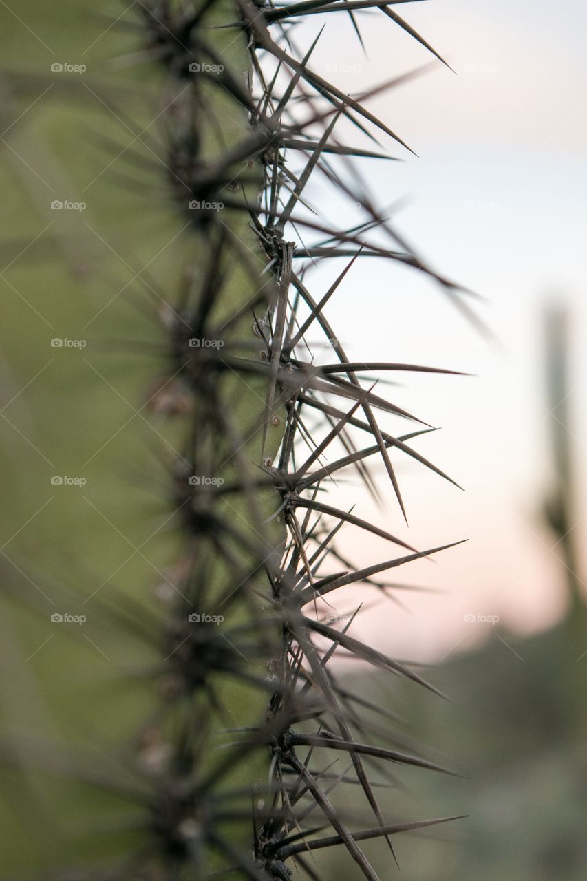 Cactus spines