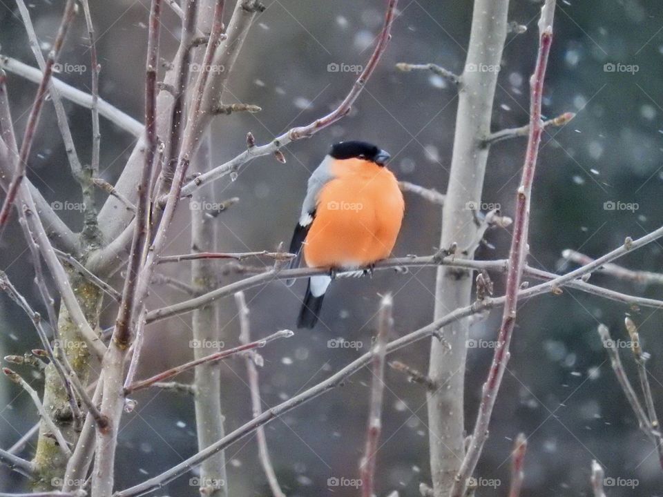 Bullfinch in snow 