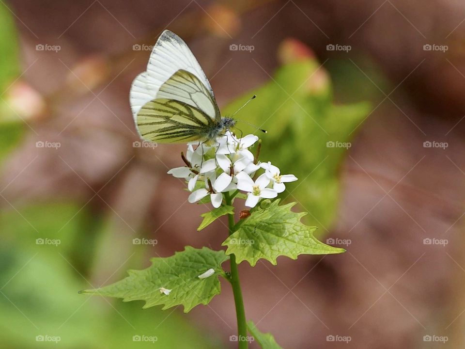 White butterfly