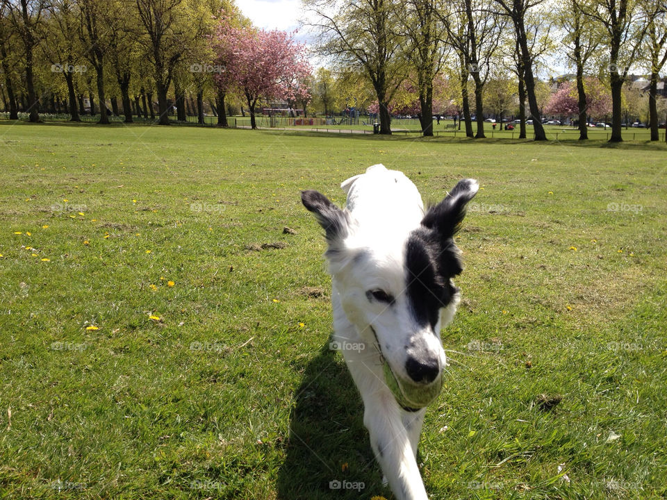 Fetch in the park with Bramble.