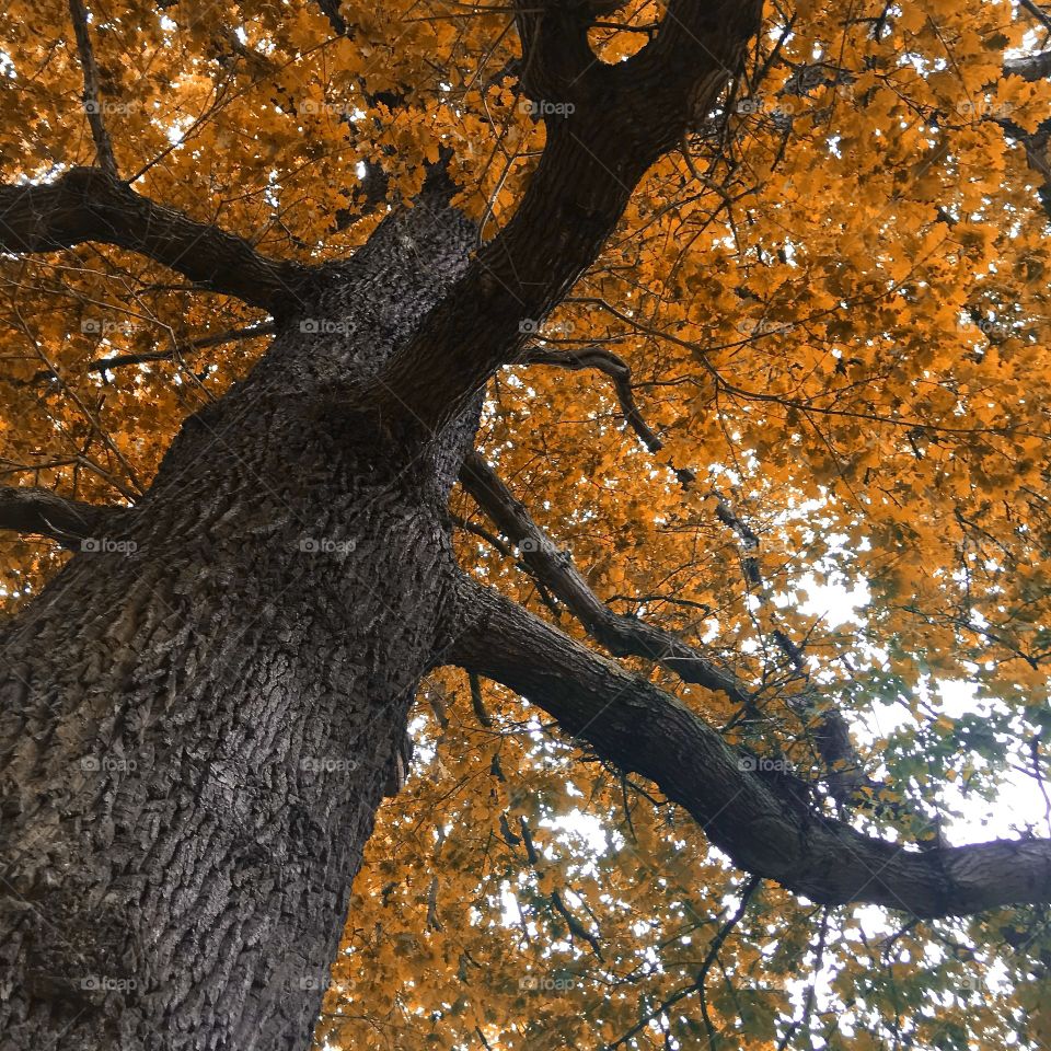 Tree canopy with autumn leaves seen from below