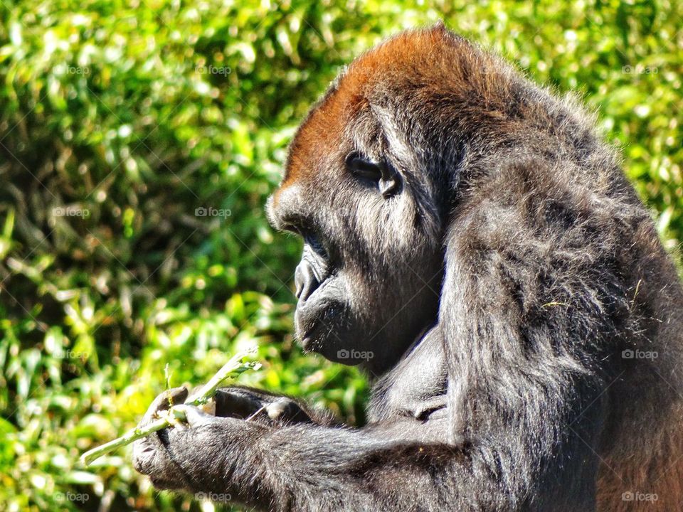 Eastern Lowland Gorilla. Thoughtful Gorilla In The Jungle
