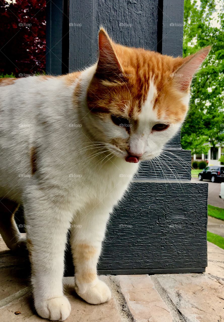 Orange and white cat 3