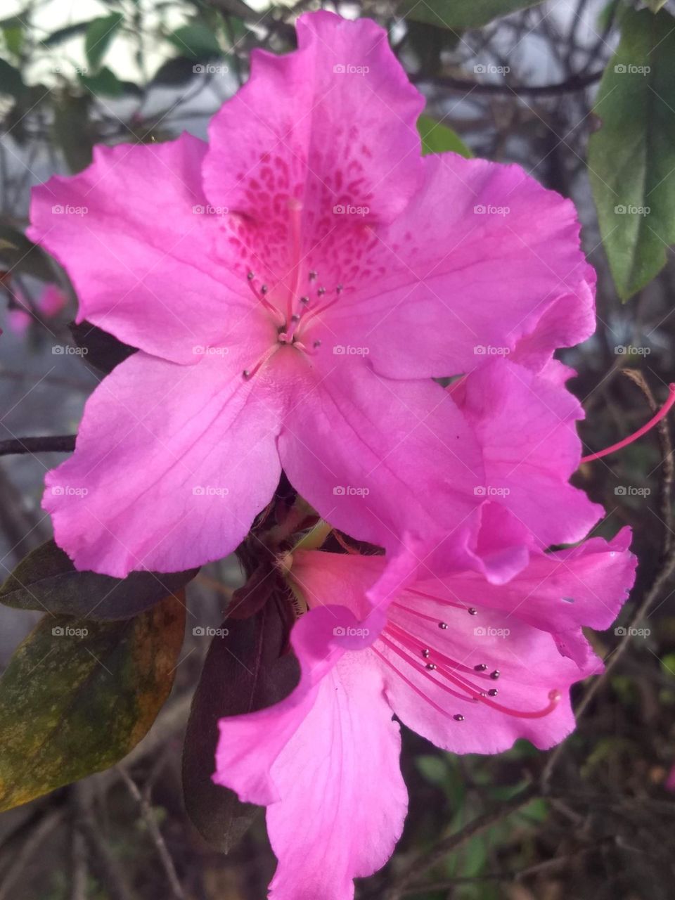 pink azalea
