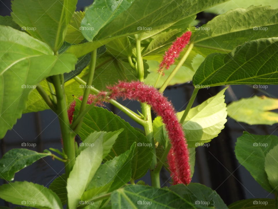 Love Lies Bleeding Flower