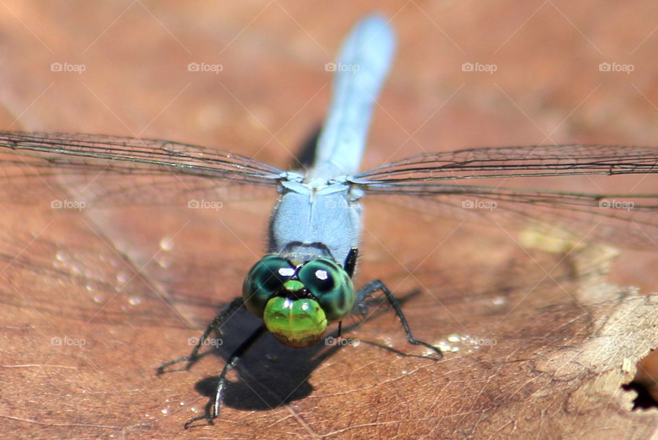 Big Blue Teal Spotted Dragonfly Eyes