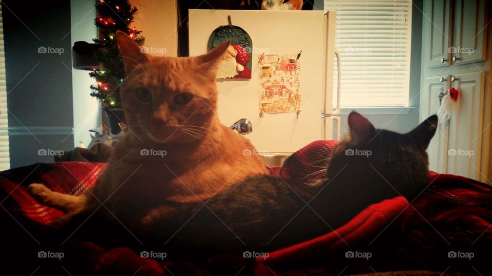 Christmas Cats 2