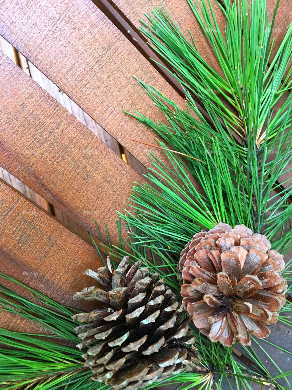 Pine background 