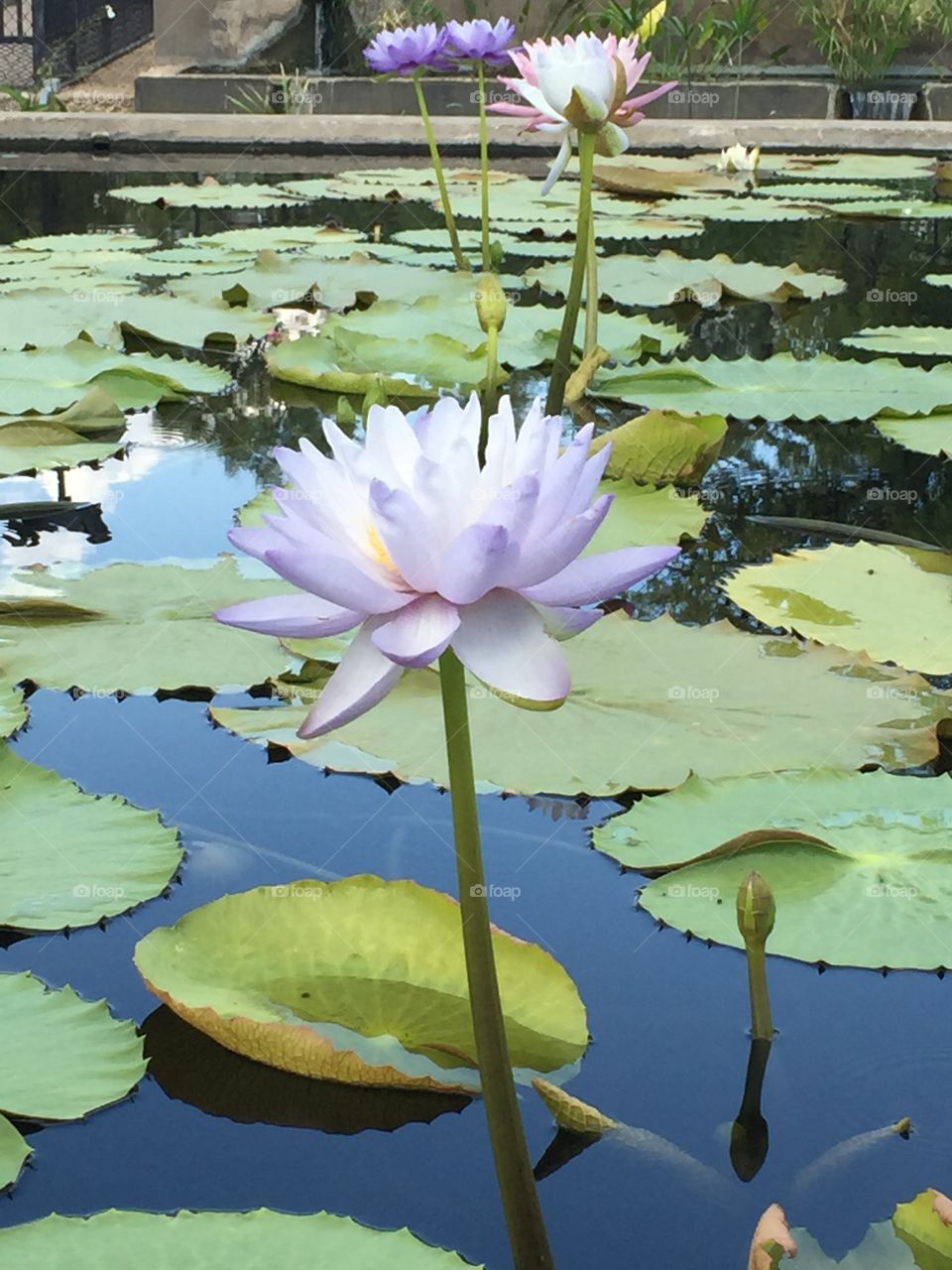 Lilac lotus