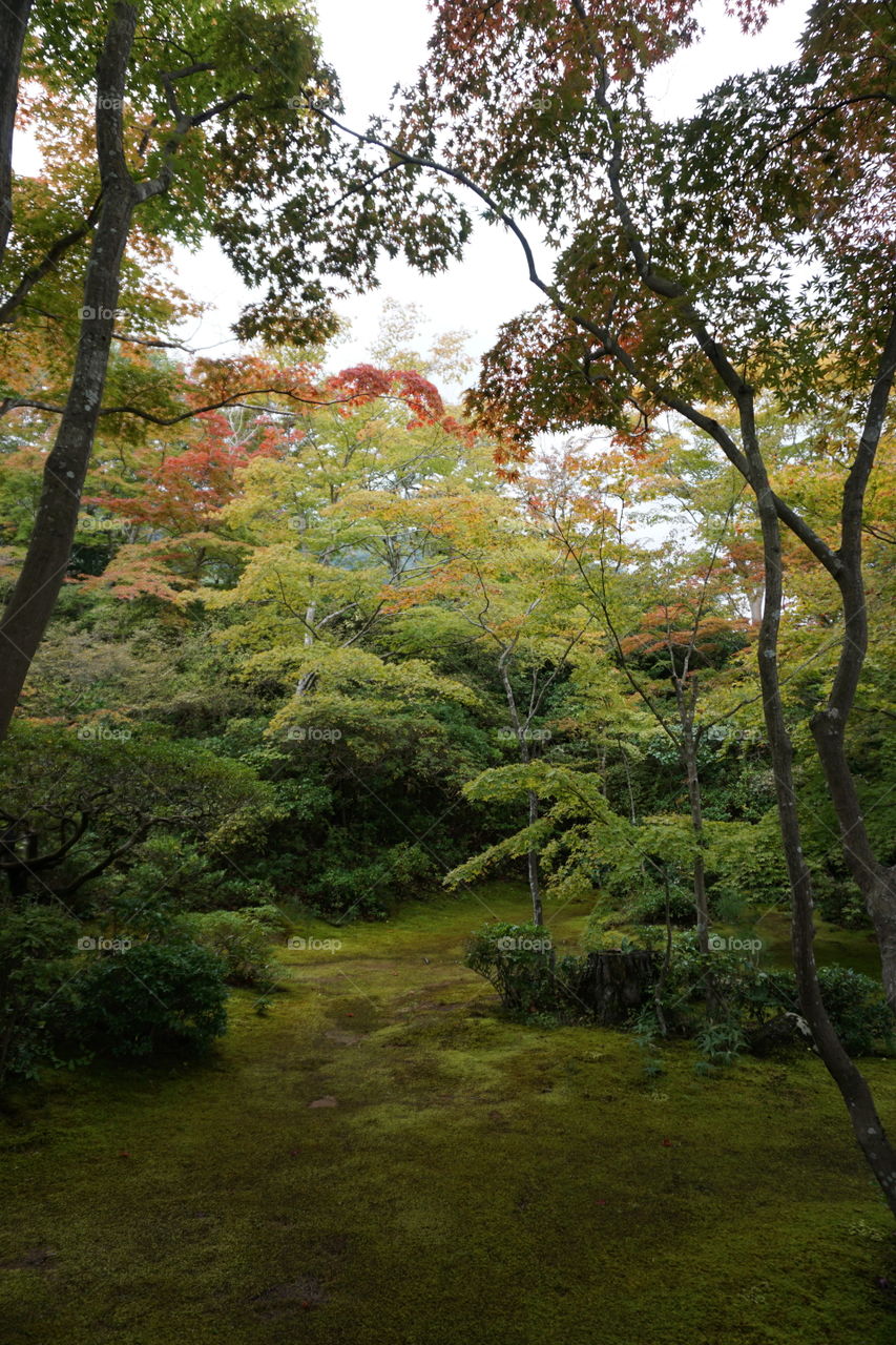 Autumn leaves in Japanese garden forest 