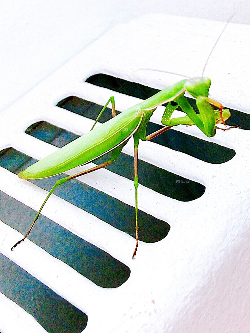 Mantis green white insect