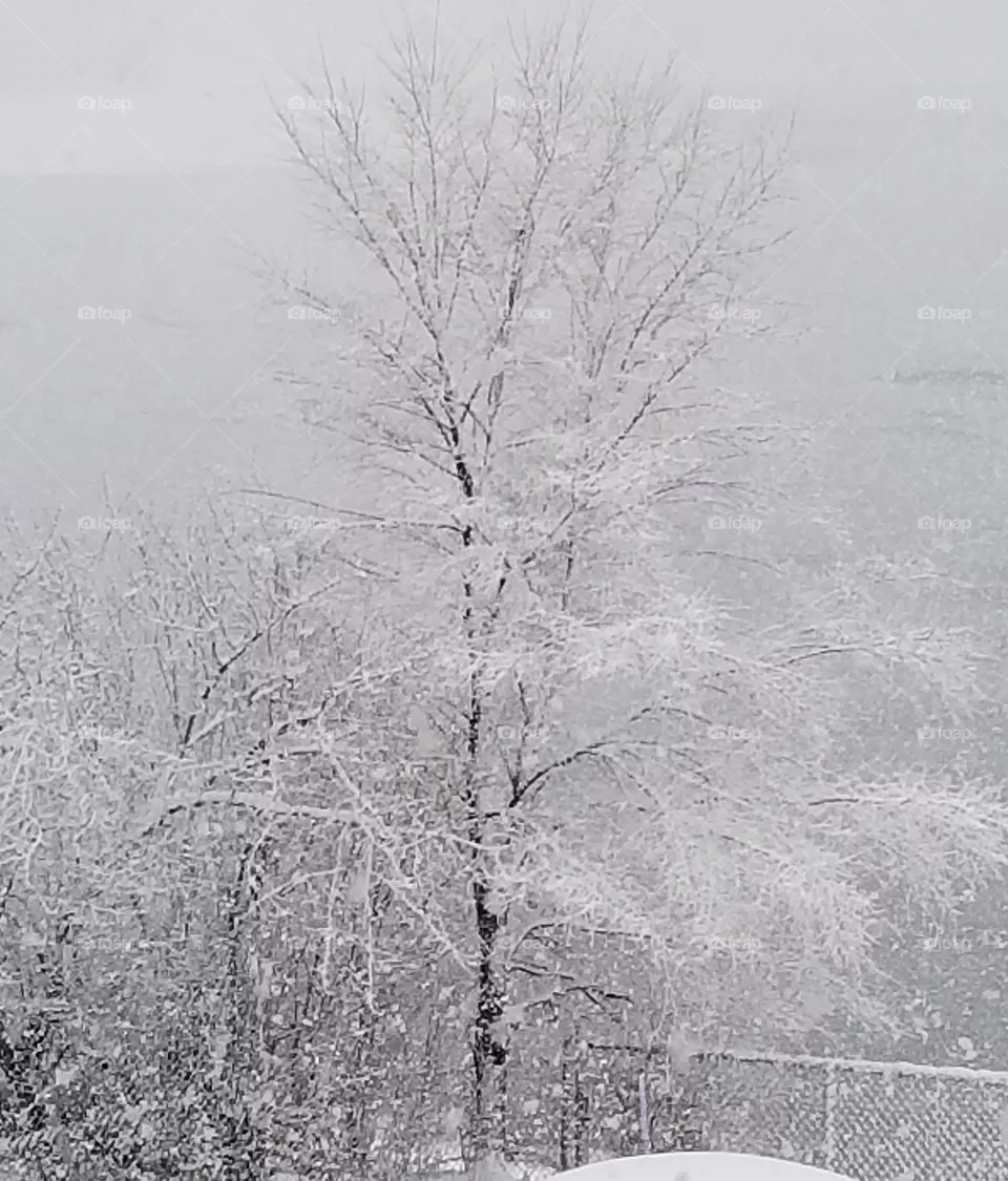 winter wonderland