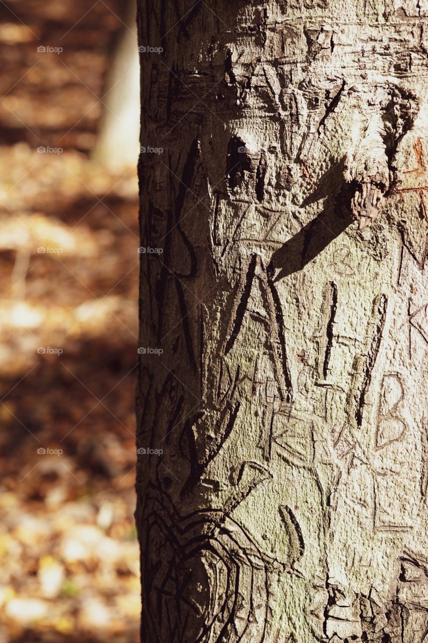 Graffiti Tree In Cold Springs Harbor Park, New York