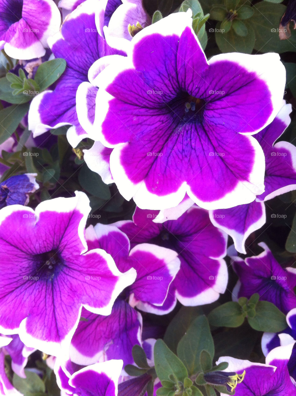 flowers purple beautiful united states by isu