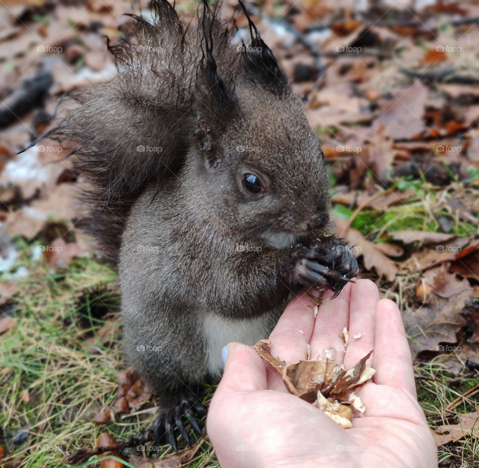 A furry friend eating nuts from my hand