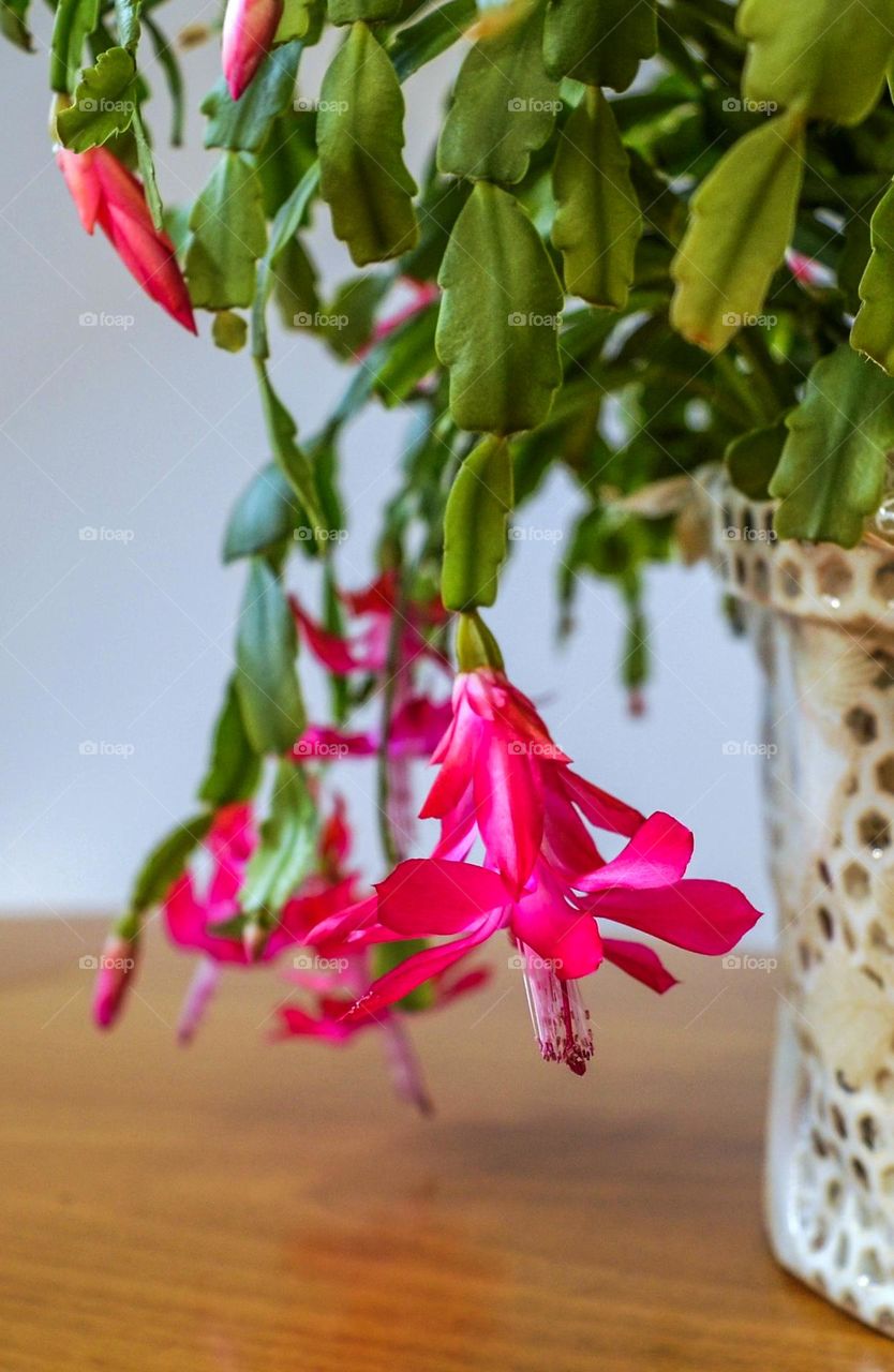 Flower in a pot