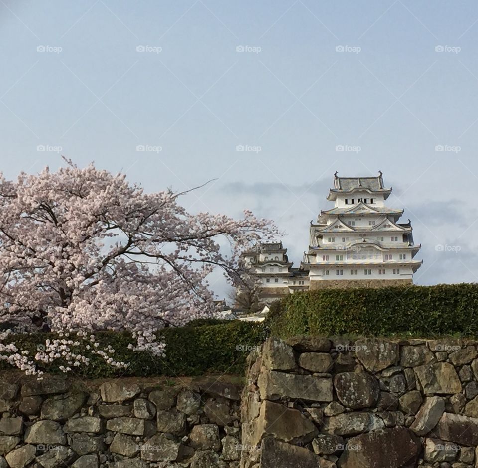 Cherry blossoms at Himeji castle