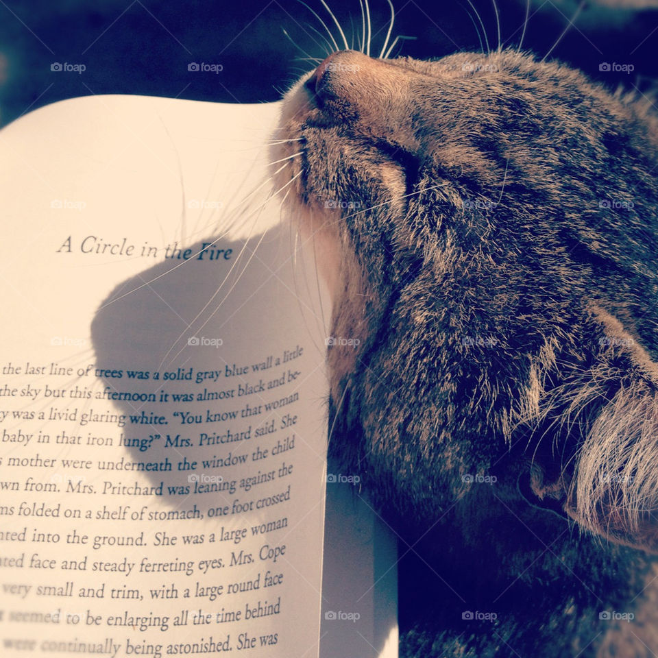 book cat cute reading by melanie_black