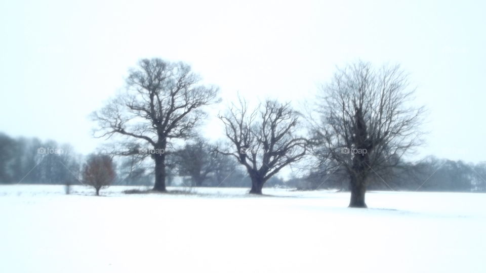 Tree, Winter, Snow, Landscape, Weather