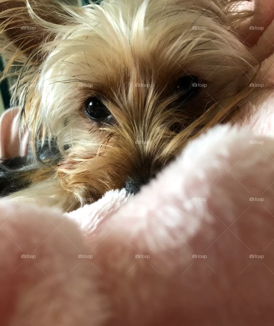 Maisy is tired 