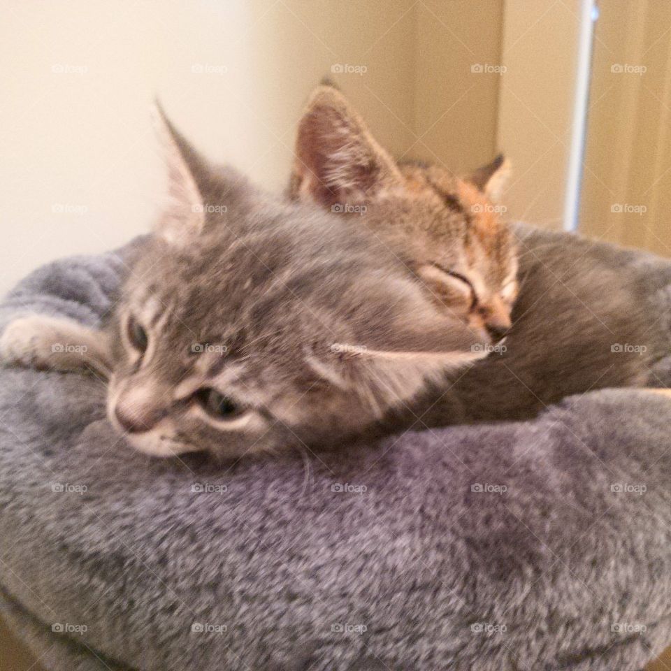 Kitten Siblings Kitty Cat Portrait