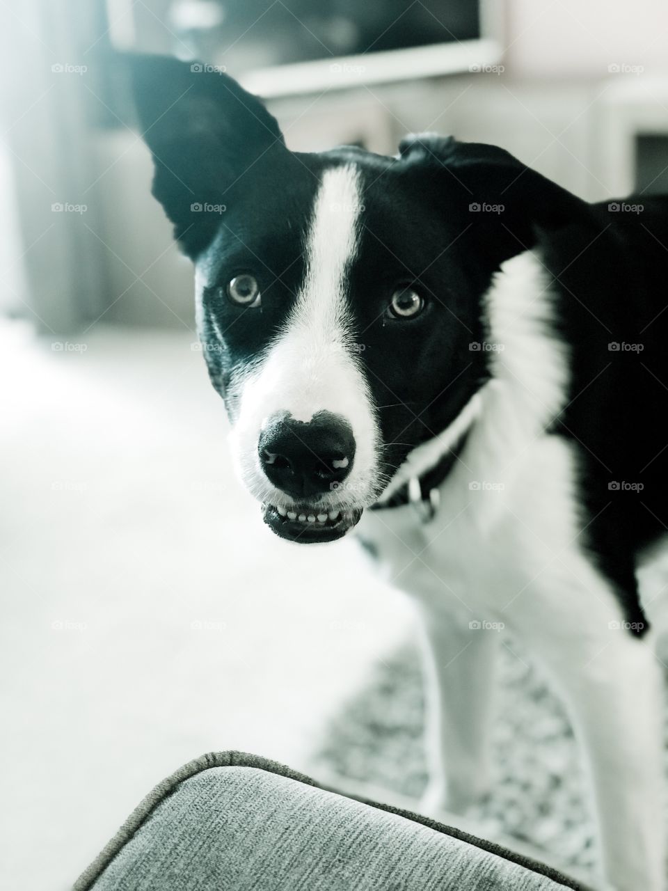 Border Collie 