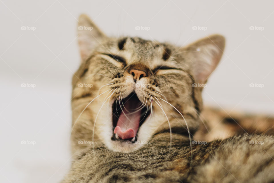 little cat yawning