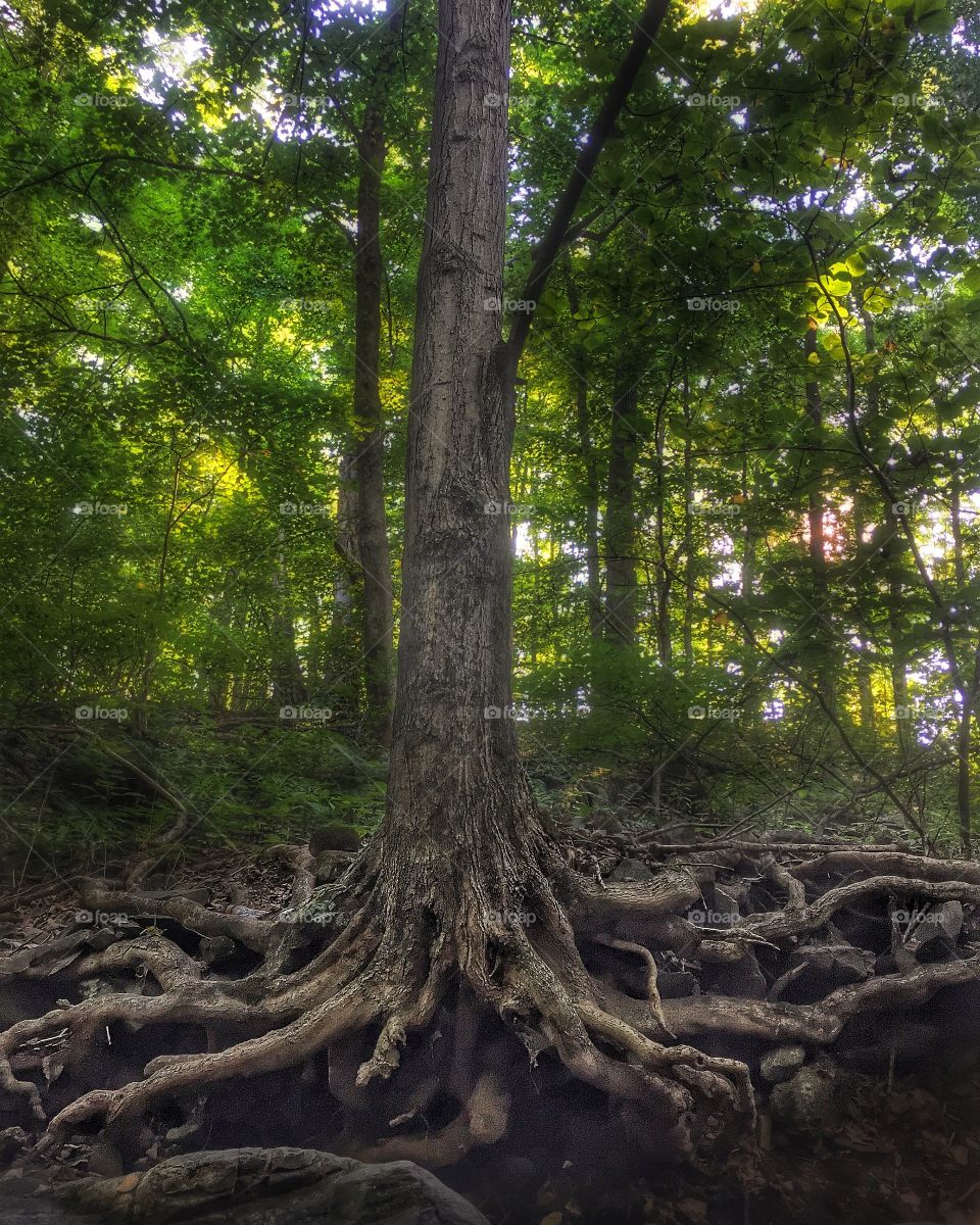 Exposed roots due to erosion. A tree along the edge of a stream with its roots exposed due to erosion. 