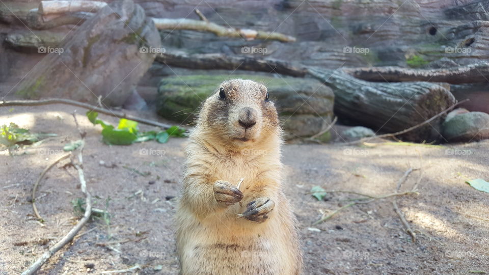 Prairie dog