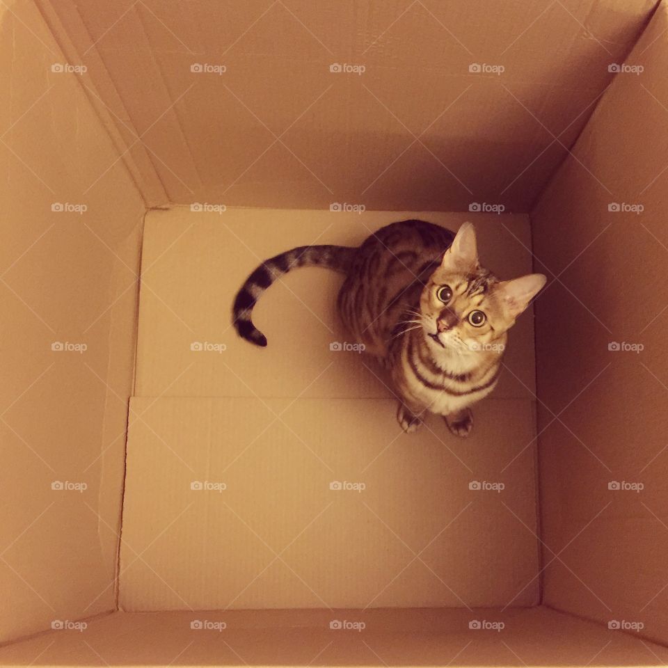 Cat in a box!